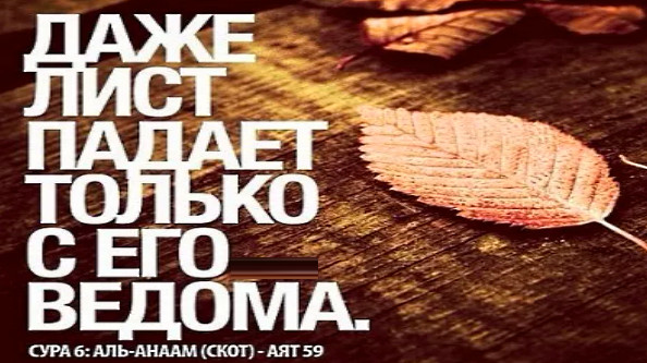 Даже лист падает. Даже лист не падает. 6 59 коран. Даже лист падает только. Даже лист падает только.