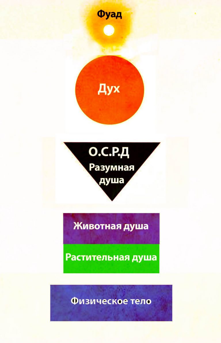 Душа разумного животного. Душа разумного животного